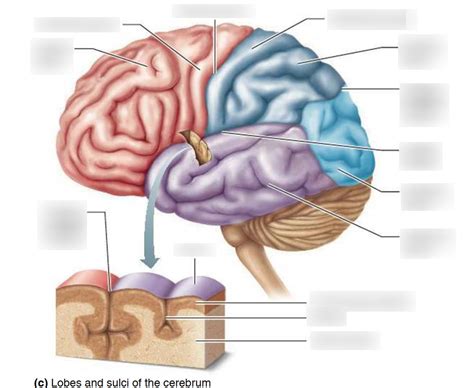 Lobes And Sulci Of The Cerebrum Diagram Quizlet