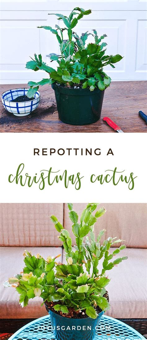 Houseplant Repotting Christmas Cactus Joy Us Garden Christmas