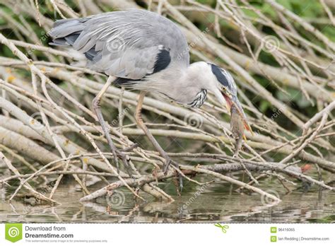 Garza Gris Y X Cinerea X Del Ardea Con Los Pescados En Pico