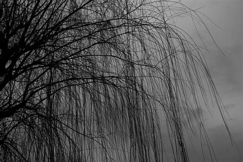 Dark Wood Tree Branches Bw Chb Willow HD Wallpaper Pxfuel