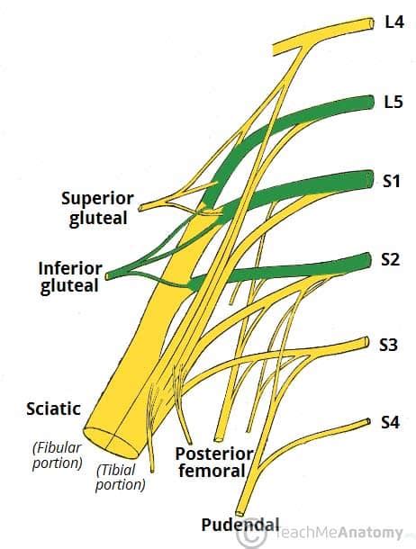 The Sacral Plexus Spinal Nerves Branches Teachmeanatomy