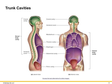 Anatomy And Physiology Seeley Chapter 1 The Human Organism PPT