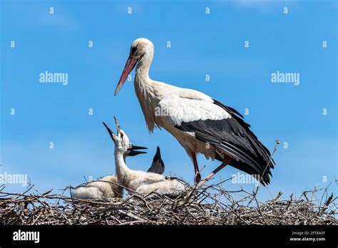 Stork With Baby Birds In The Nest Hi Res Stock Photography And Images