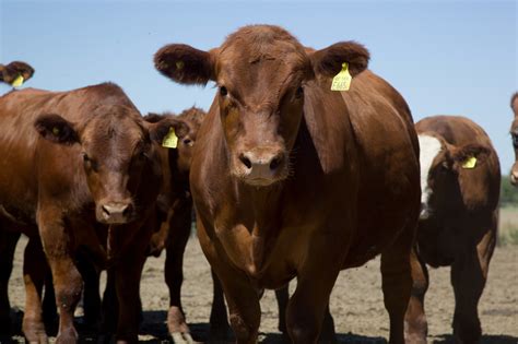 Argentina Logr La Apertura De Dos Nuevos Mercados Para La Exportaci N