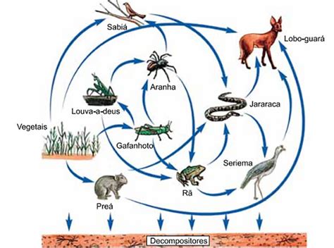 Teia Alimentar O Que Cadeia Alimentar Fluxo De Energia Ecossistema