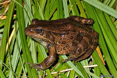 California Red Legged Frog Rana Draytonii