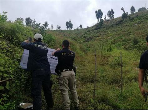 Asegura Fge Predio Con Plantaci N Ilegal De Aguacate Y Tala En