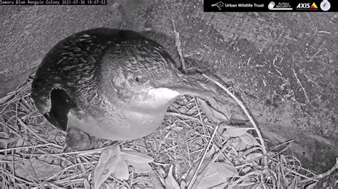 Oamaru Blue Penguin Colony LIVE NEST Cam Highlights 30th July 2021