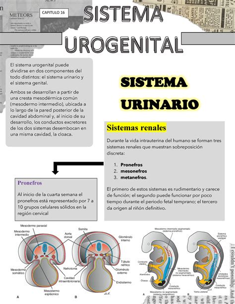 Capitulo 16 Resumen De Libro El Sistema Urogenital Puede Dividirse