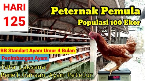 Memelihara Ayam Petelur Dari Doc Sampai Produksi Umur 125 Hari Youtube