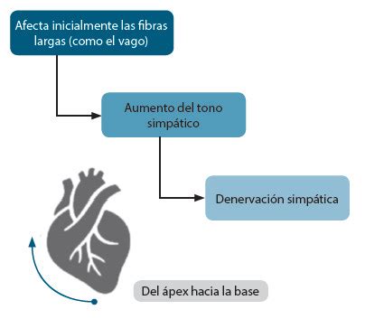 Neuropatía autonómica cardíaca diabética