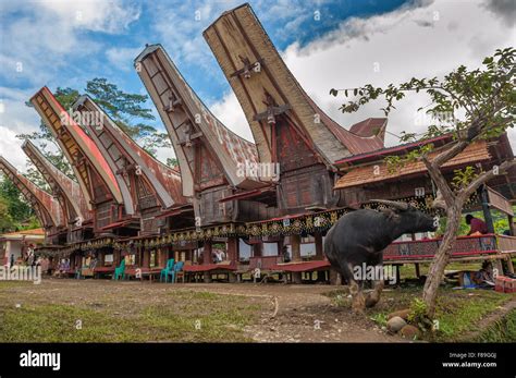 Tongkonan Houses Traditional Torajan Buildings Tana Toraja Sulawesi