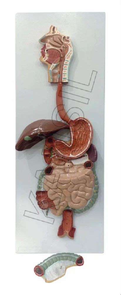 Digestive System Models Digestive System Model Appendix And Caecum