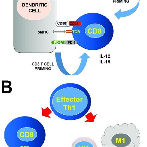 Role Of Cd4 Th1 Cells In Anti Tumor Immunity The Best Characterized