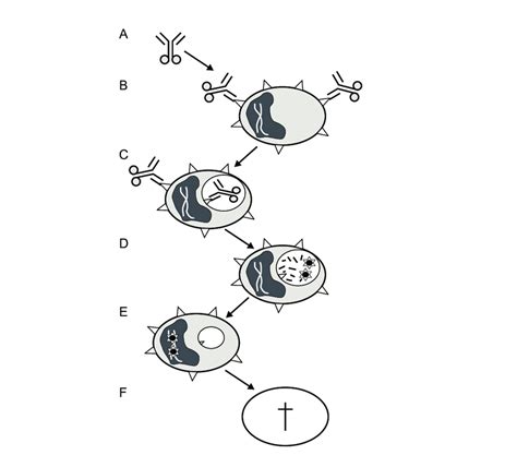 Mechanism of action of gemtuzumab ozogamicin (Mylotarg ® ). (A)... | Download Scientific Diagram