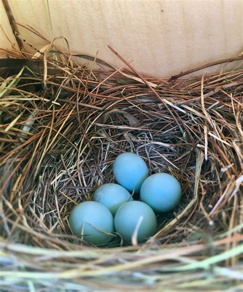 Bluebird eggs | Bluebird eggs, Blue bird, Eggs