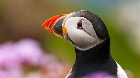 BBC One Big Blue UK Atlantic Puffin