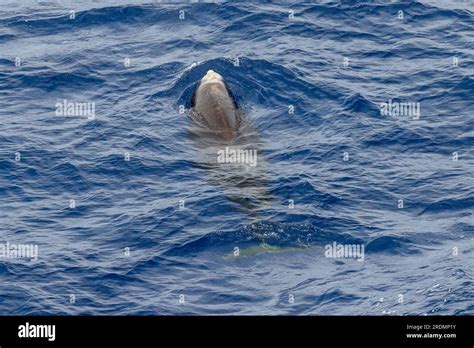 Cuvier S Beaked Whale Or Goose Beaked Whale Ziphius Cavirostris