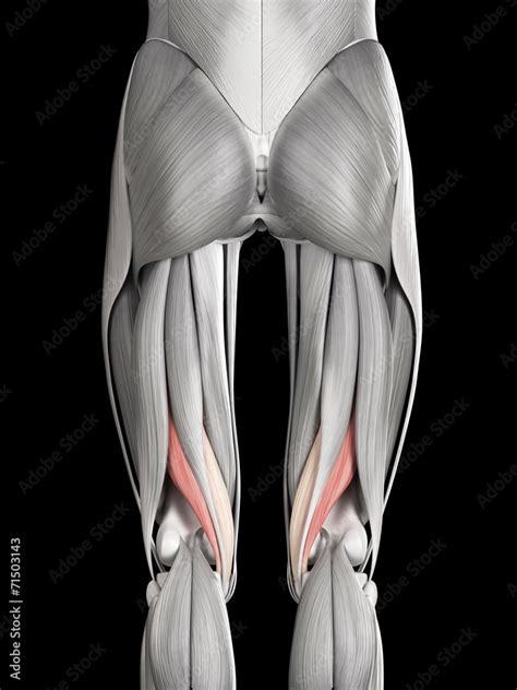 Human Muscle Anatomy Semimembranosus Stock Illustration Adobe Stock