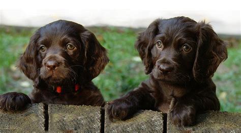 Boykin Spaniel Info, Temperament, Puppies, Pictures