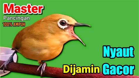 PLECI GACOR Suara Ngalas MASTER PANCINGAN TERBAIK DIJAMIN NYAUT