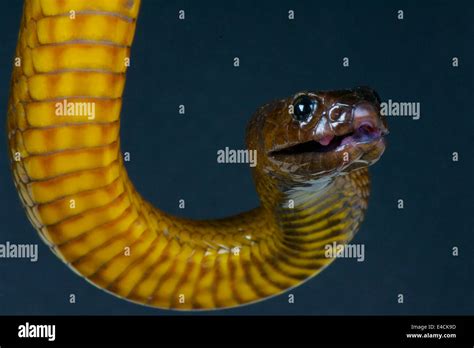 Inland taipan / Oxyuranus microlepidotus Stock Photo - Alamy