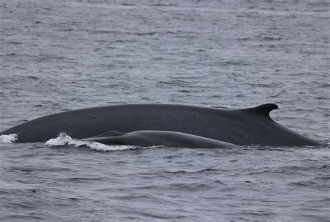 Watch Humpback Whale Migration — Everything You Need to Know | San ...