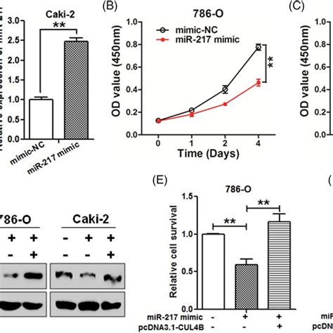 Knockdown Of Cul B Inhibits Cell Growth And Induces Cell Apoptosis In