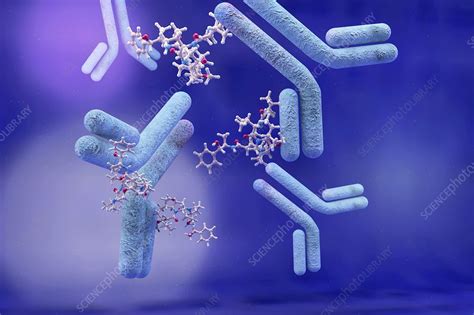 Antibody Drug Conjugates Illustration Stock Image C