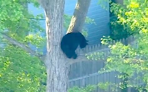 Bear Tranquilized After Spending Hours In Tree In Nj Backyard