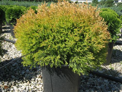 Thuja Occidentalis Rheingold Gorini Piante