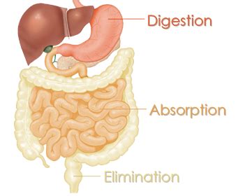 Digestive System Flashcards Quizlet