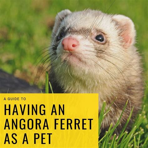 How to Care for Your Angora Ferret - PetHelpful