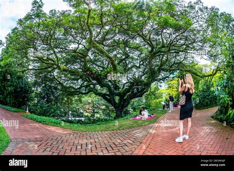 Giant Tree At Raffles Garden This Garden Is Named After Sir Stamford