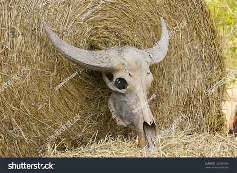 Old Cattle Skull Stock Photo 126080360 Shutterstock