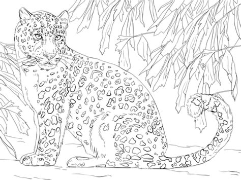 Leopard Face Sketch at PaintingValley.com | Explore collection of ...