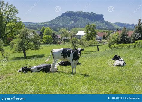 Grupo De Vacas Blancos Y Negros En El Pasto Que Se Relaja En Prado