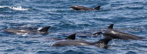 Qui Vit En Haute Mer La M Gafaune Marine Du Pacifique Sud Nouvelle