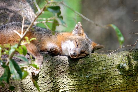 Sleeping Fox In A Tree By Photography By Image On Deviantart