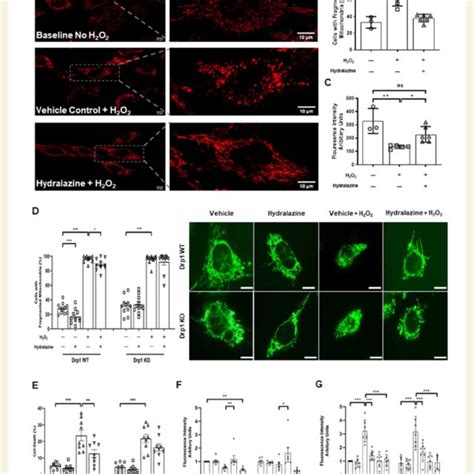 Hydralazine Inhibited Mitochondrial Fragmentation And Depolarization