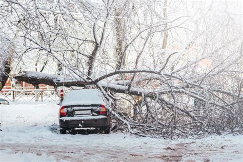 Assessing And Managing Tree Hazards On Your Property In Mn