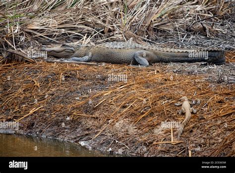 Large Adult Alligator Basking On The River Bank In Northern Florida