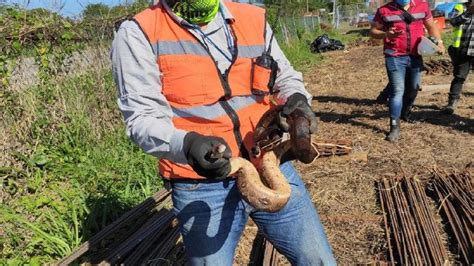 Al Menos 432 Ejemplares De Fauna Silvestre Han Sido Reubicados Por