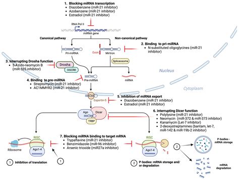 IJMS | Free Full-Text | Trials and Tribulations of MicroRNA Therapeutics 
