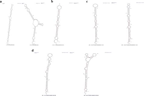 Secondary structure of novel pre-miRNA. a–d Secondary structure of ... 