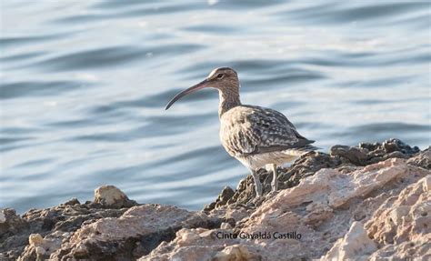 Numenius Phaeopus Biodiversidad Virtual Aves