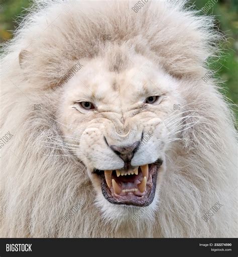 Angry White Lion