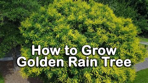 How To Grow Golden Rain Tree Beautiful Yellow Flowering Small Shade