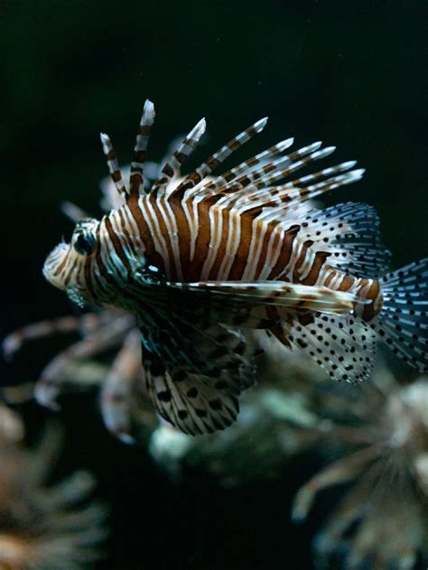 Predador E Venenoso Peixe Le O Encontrado Em Guas Rasas Do Cear E