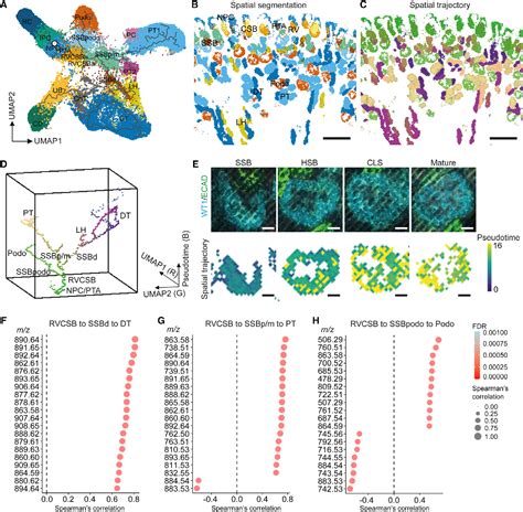 Figure 3 From Spatial Dynamic Metabolomics Identifies Metabolic Cell